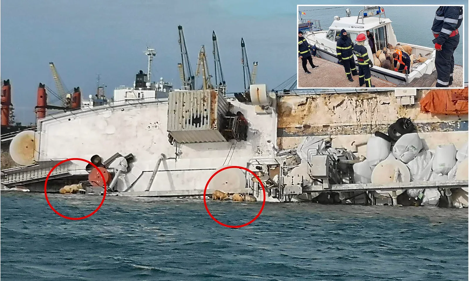 مشاهد صادمة لانقلاب سفينة أغنام قرب سواحل عدن