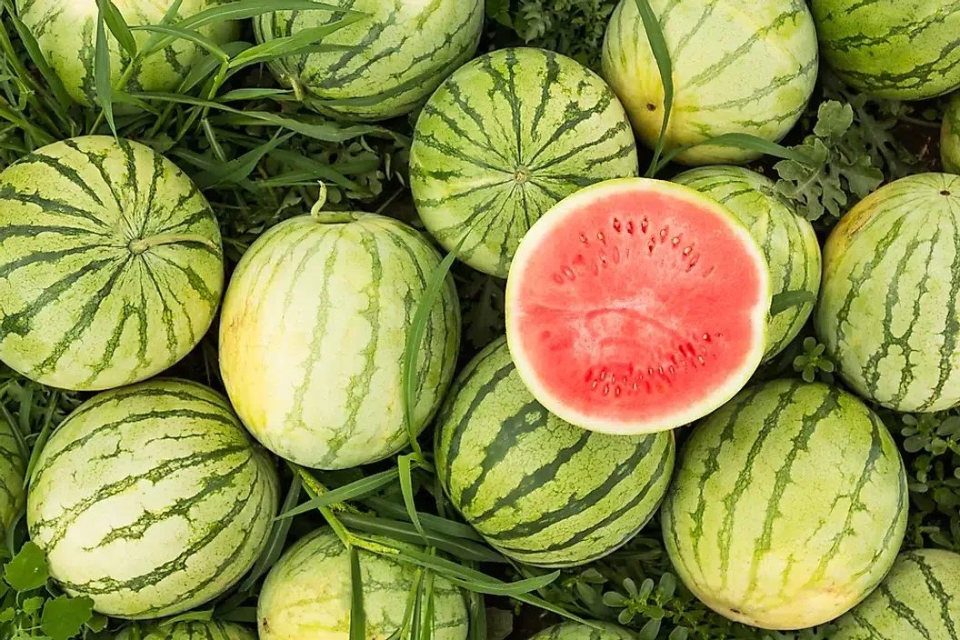 أكثر 8 دول إنتاجًا للبطيخ الأحمر في العالم