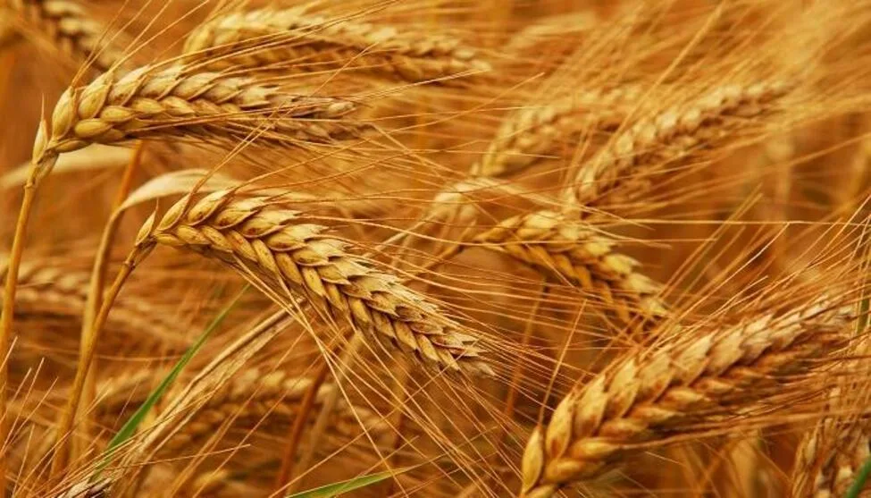 من هي أكبر البلدان المنتجة للقمح في العالم؟