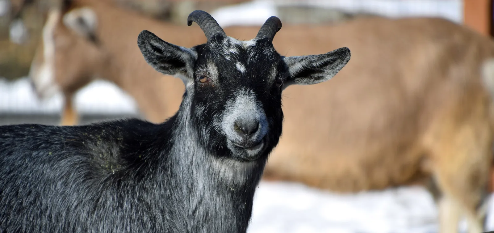 Goat