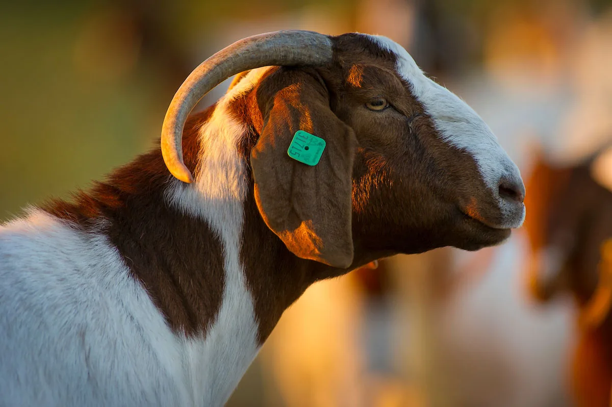 Goat