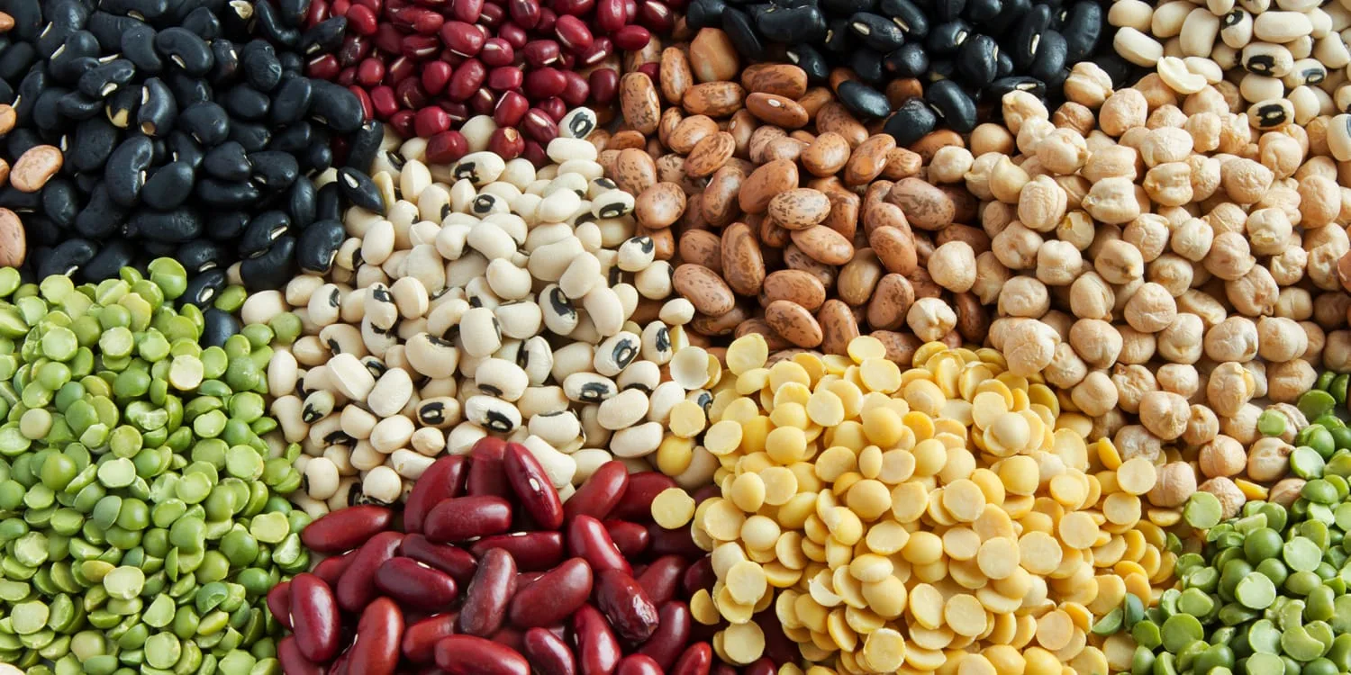 Dry Bean