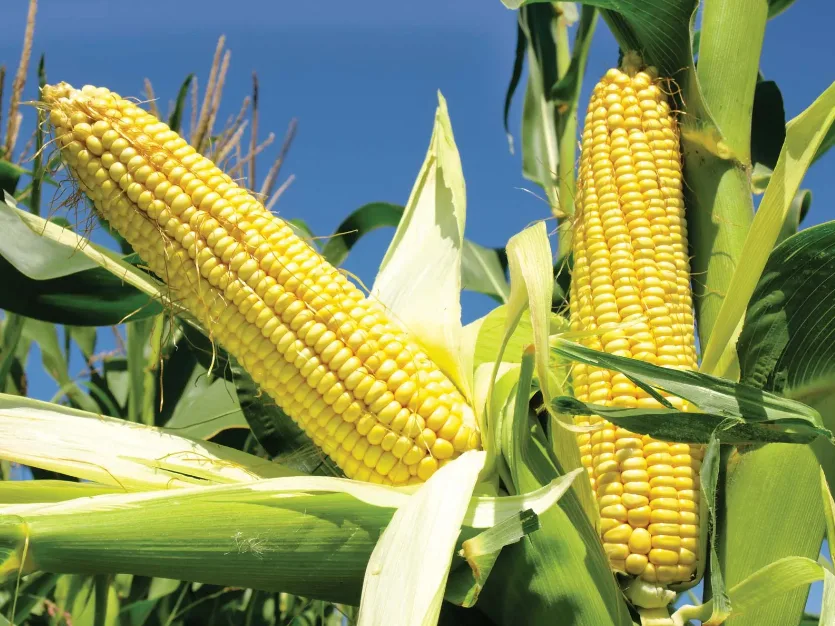 أكثر 10 دول مصدرة للذرة في العالم