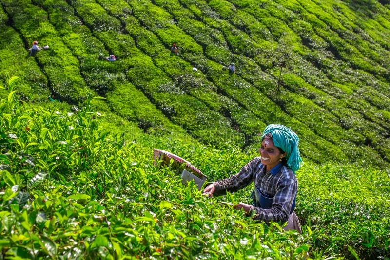 أكبر 10 دول منتجة للشاي في العالم