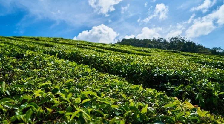 أكبر 10 دول منتجة للشاي في العالم - صورة 5
