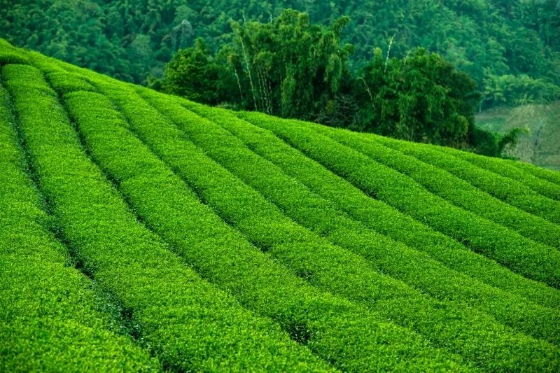 أكبر 10 دول منتجة للشاي في العالم - صورة 8