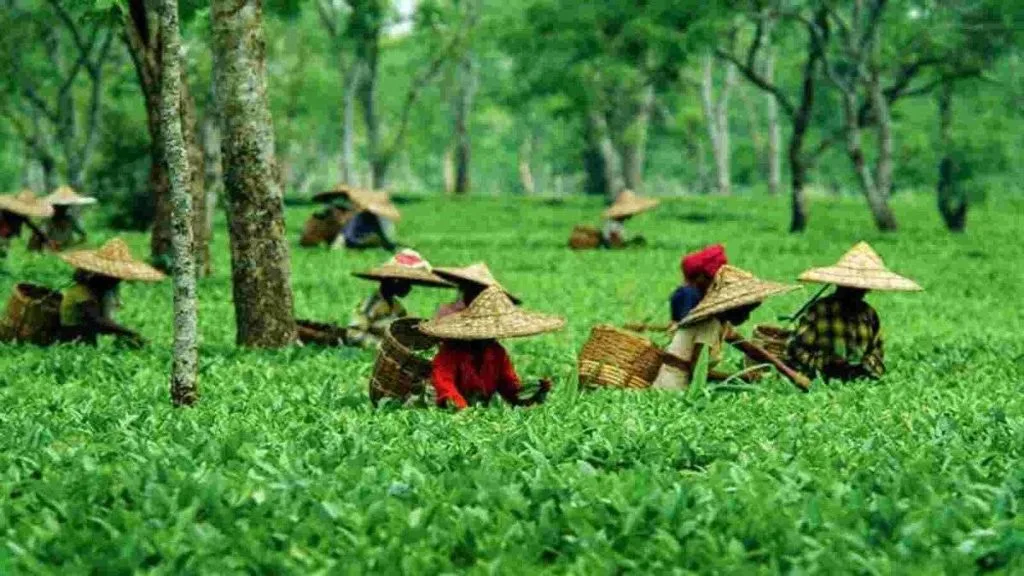 أكبر 10 دول منتجة للشاي في العالم - صورة 10