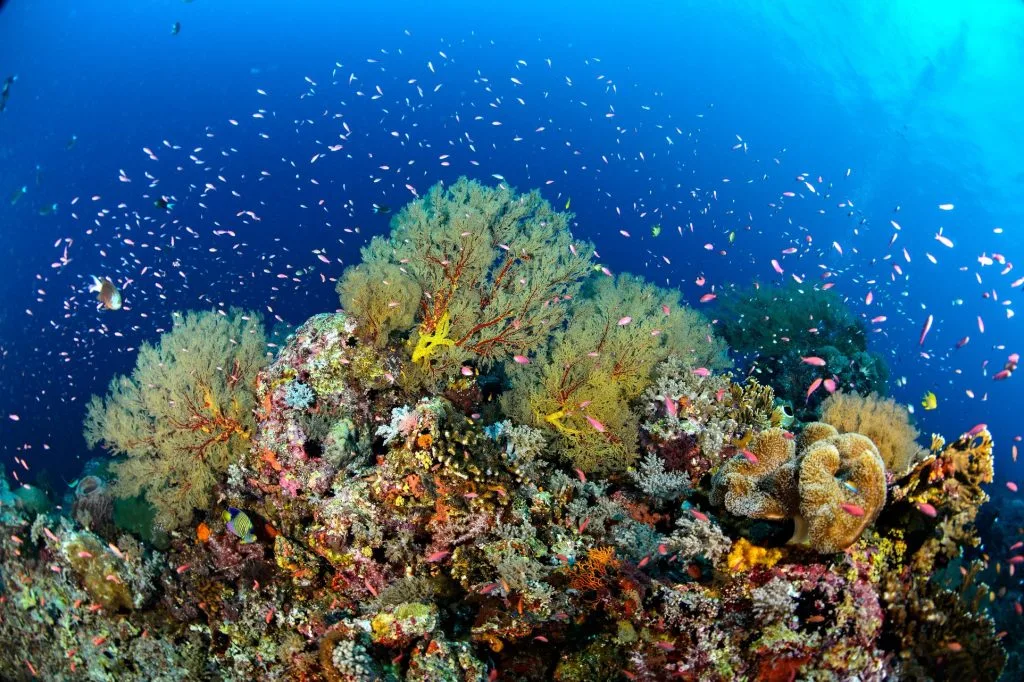 أفضل 10 جزر مرجانية مثيرة للإعجاب في العالم - صورة 2