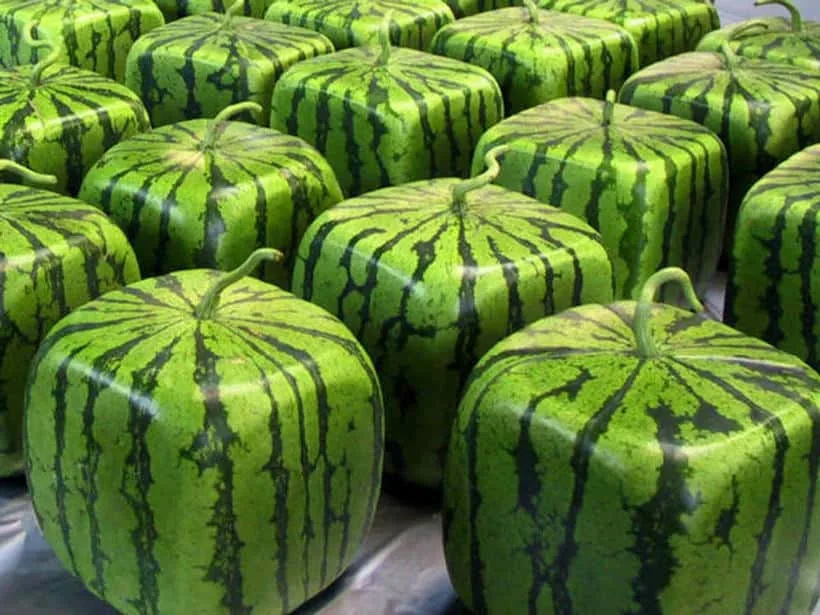 أغلى 10 فواكه في العالم - صورة 3