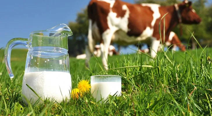 حليب بقري