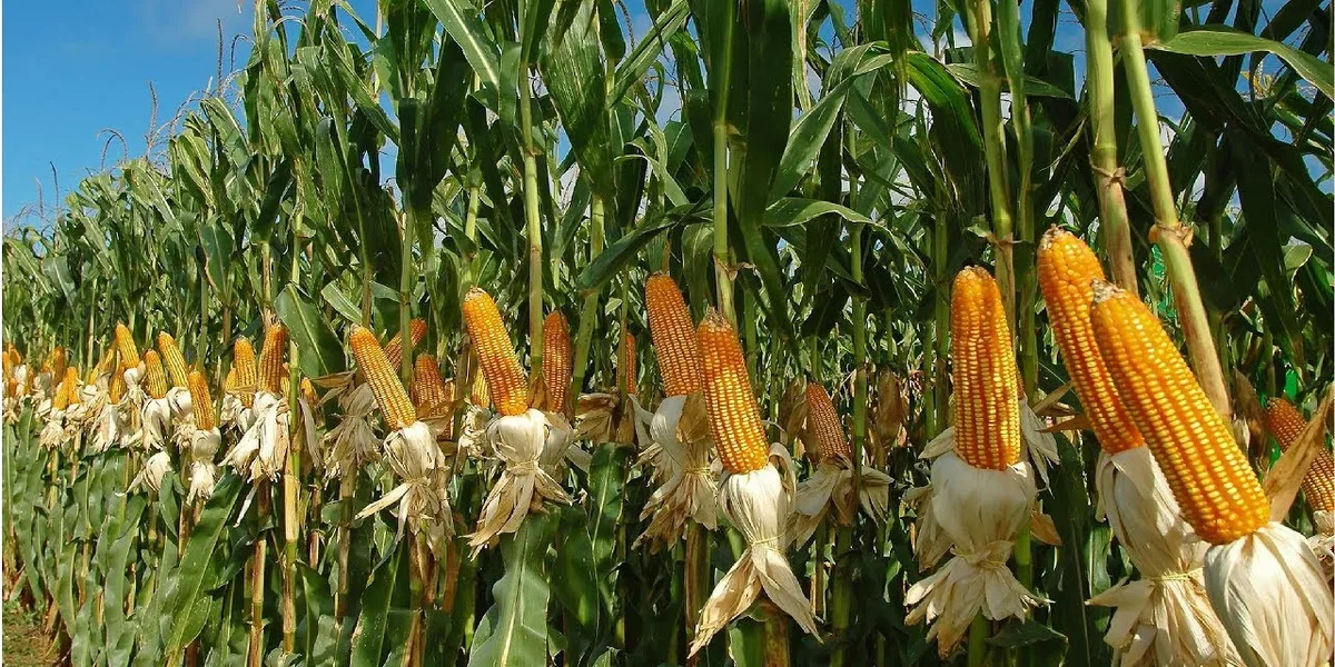 أكثر الدول إنتاجا للذرة.. قائمة أكبر المنتجين في العالم
