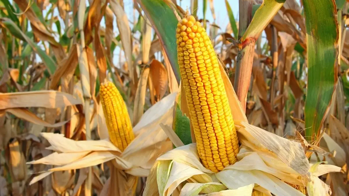 إنتاج الذرة