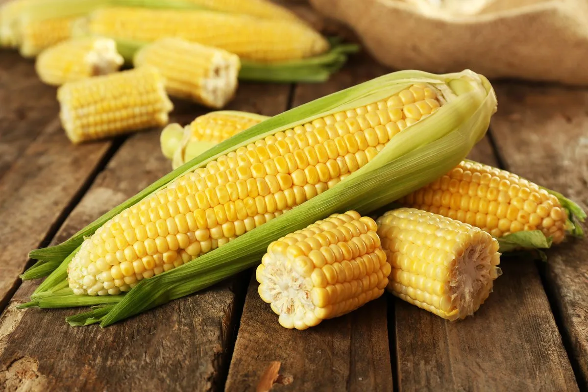 أكثر الدول إنتاجًا للذرة