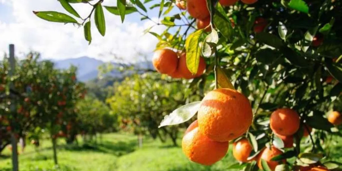 أكثر 10 دول منتجة للبرتقال 2026