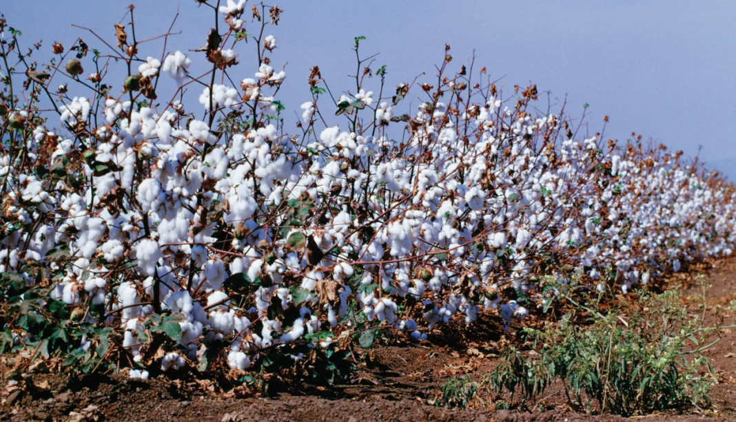 انتاج القطن
