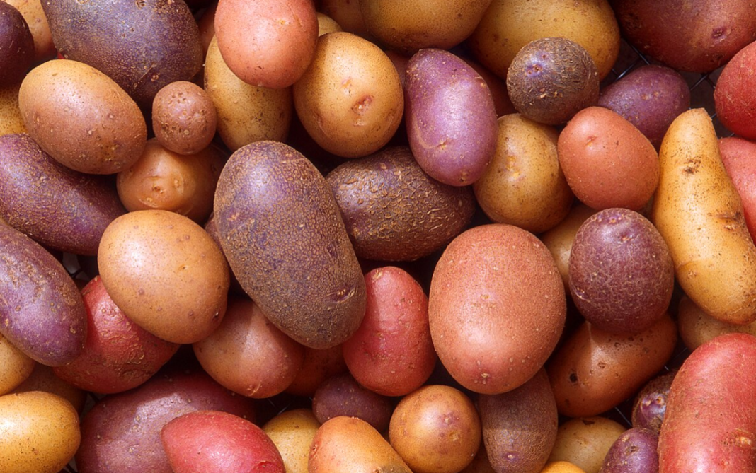 انتاج البطاطا