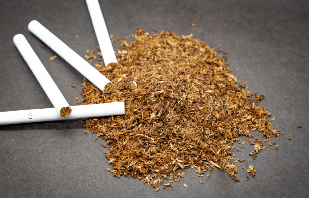 إنتاج التبغ